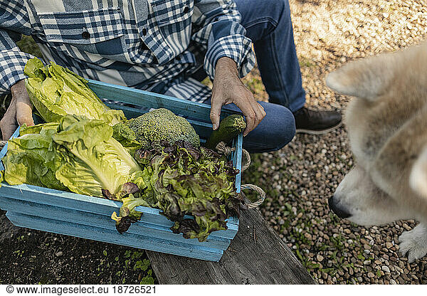 Mature man showing crate with fresh vegetables to dog in garden