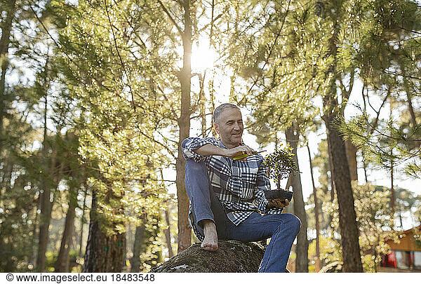 Mature man sitting on a rock pruning a bonsai