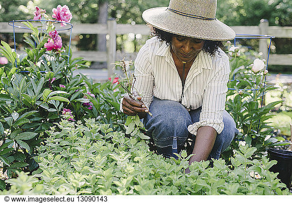 Mature woman holding pruning shears while looking at plants in garden