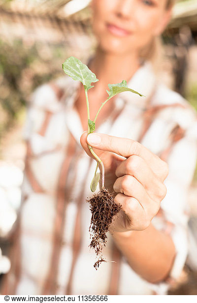 Mature woman holding young plant  close-up
