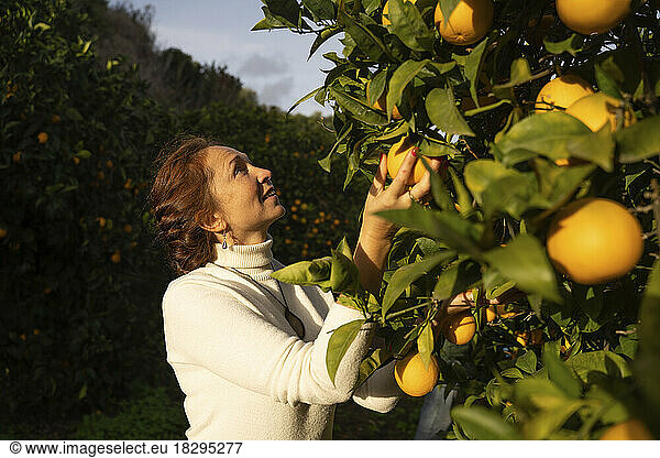 Mature woman picking fresh oranges from tree at orchard