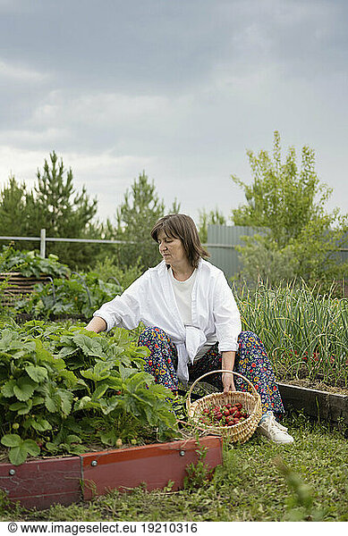 Mature woman plucking strawberries in garden