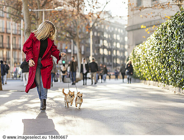 Mature woman running with Chihuahua dogs on footpath in city