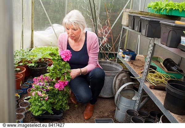 Mature woman tending flowers in greenhouse