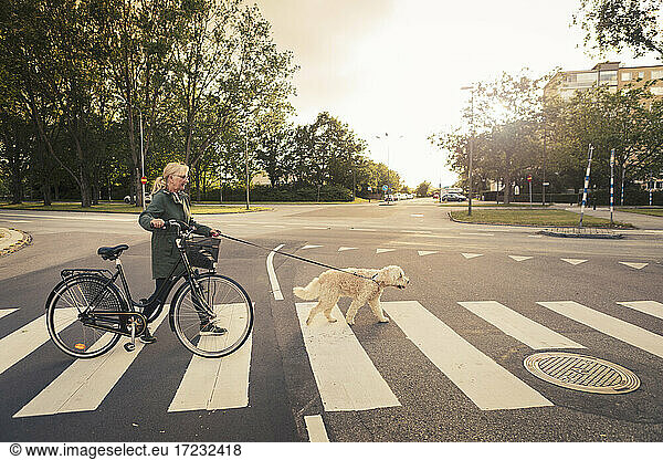 Mature woman wheeling bicycle while crossing road with dog