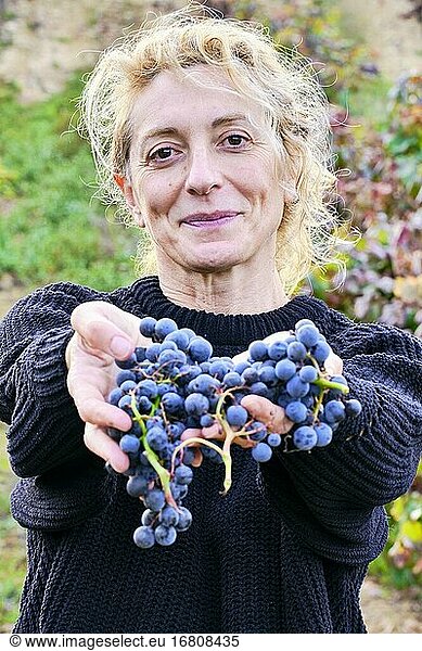 Mature young blondy farmer woman in a vineyard farmland with a bunch of grapes. Iguzkiza  Navarre  Spain  Europe.