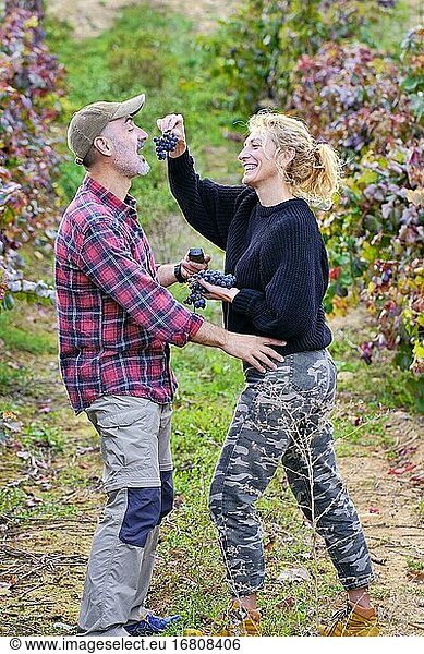 Mature young couple of farmers in a vineyard farmland joking with a bunch of grapes. Iguzkiza  Navarre  Spain  Europe.