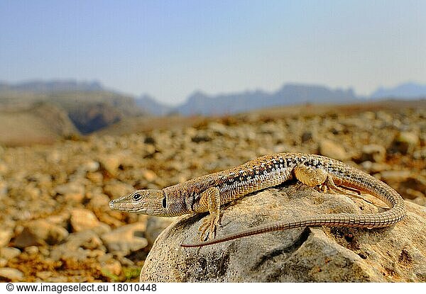 Mauereidechse  Mauereidechsen  Andere Tiere  Reptilien  Tiere  Eidechsen  Socotran Wall Lizard (Mesalina balfouri) adult  resting on rock in desert habitat  Socotra  Yemen  march