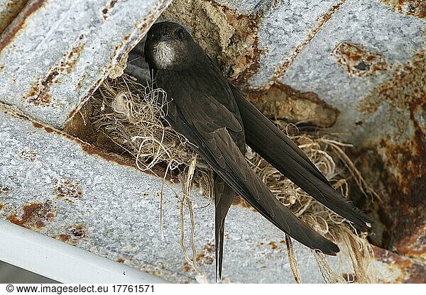 Mauersegler am Nest im Dachsparren eines Gebäudes  Spanien  Europa