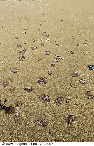 Mauve Stinger (Pelagia noctiluca) adults  mass stranded on beach  Newquay  Cornwall  England  United Kingdom  Europe