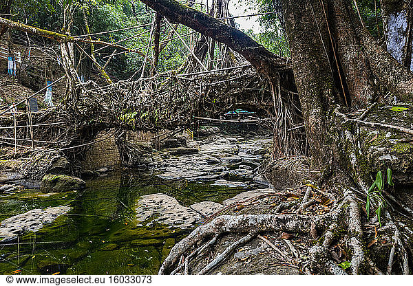 Mawlynnong lebende Wurzelbrücke  Meghalaya  Indien  Asien