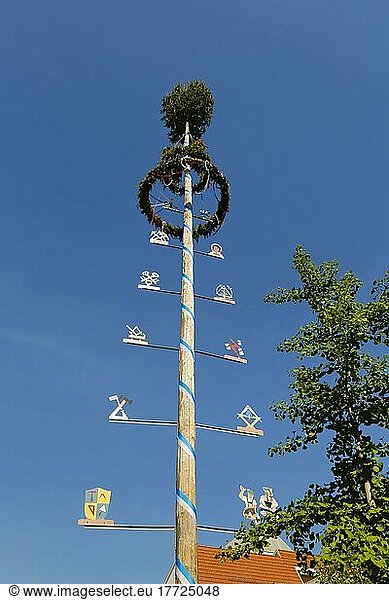 Maypole  tradition  customs  decorated tree  fir tree  guild signs  Pfullingen  Baden-Württemberg  Germany  Europe