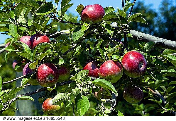 McIntosch-Äpfel sind im Herbst auf einer Obstplantage erntereif.