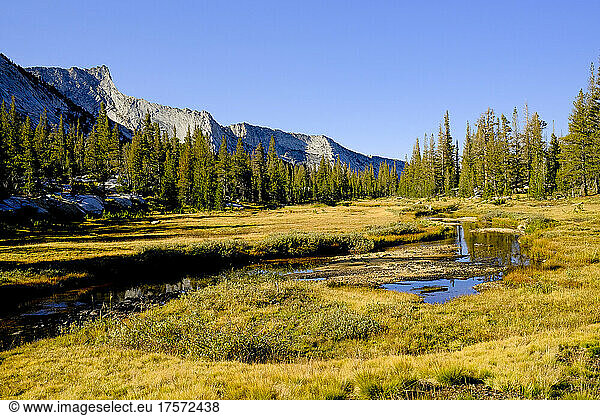 Meadow and stream in Yosemite National Park