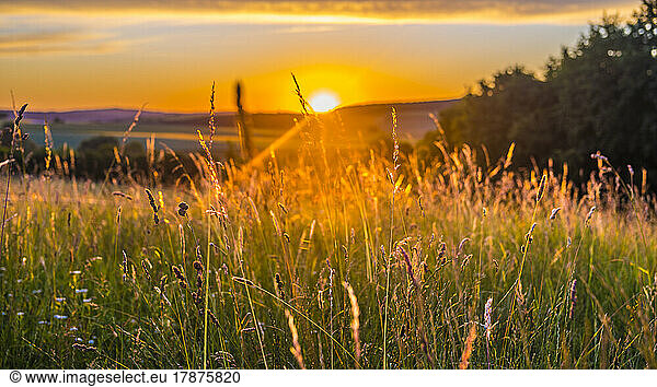 Meadow grass at springtime sunset