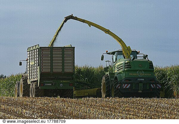 Mechanical maize harvest  Kempen  NRW  Germany  Europe