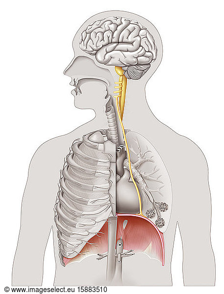 Medical illustration highlighting the phrenic nerve responsible for the ...