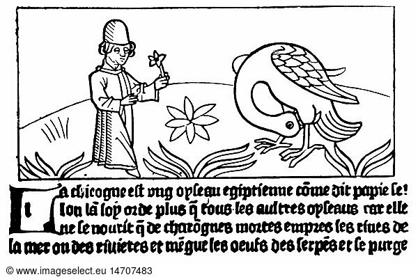 medicine historic  instruments / equipment  enema  supposed invention of the enema after the model of the ibis  putting his water filled bill into the anus told by Herdotus and Pliny  woodcut  out of: 'Dyalogue des Creations'  1482