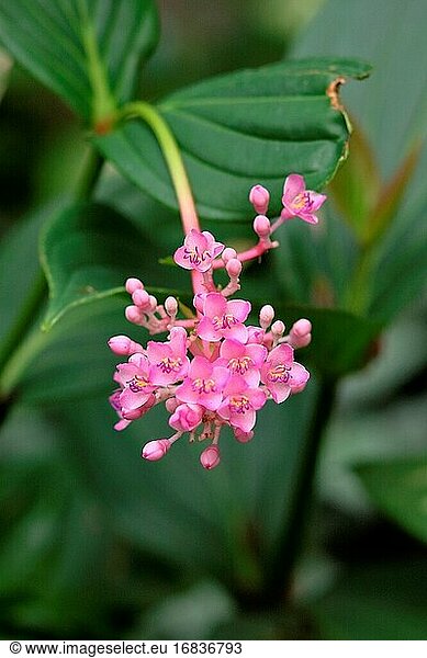 Medinilla  Medinilla speciosa  Melastomataceae  Blütenpflanze  Asien