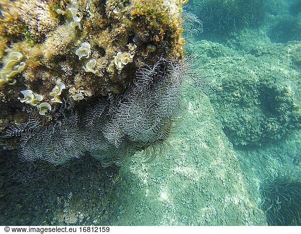 Mediterrane Unterwasserwelt mit weißen Pflanzen und einem Schwarm blauer Chromis-Fische an der spanischen Küste von Alicante.