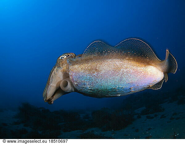 Mediterranean cuttlefish