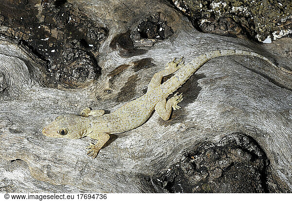 Mediterranean Gecko walking on wood Florida