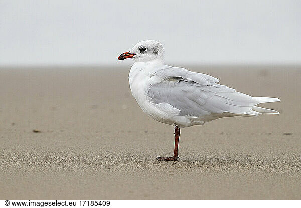 Mediterranean Gull (Ichthyaetus melanocephalus)  side view of an adult in winter plumage standing on the shore  Campania  Italy