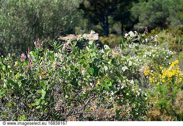 Mediterranean honeysuckle (Lonicera implexa) is a climbing shrub native to Mediterranean Basin. This photo was taken in Montserrat  Barcelona province  Catalonia  Spain.