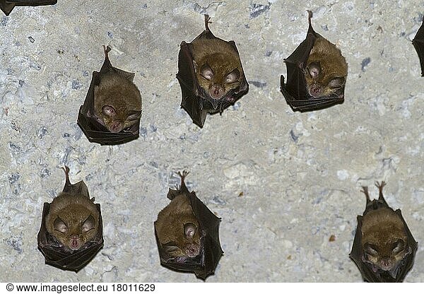 Mediterranean Horseshoe Bat (Rhinolophus euryale)  mediterranean horseshoe bat  bats  mammals  animals  Mediterranean Horseshoe Bat adults  colony hanging on ceiling of old house  Paklenica N. P. Dalm