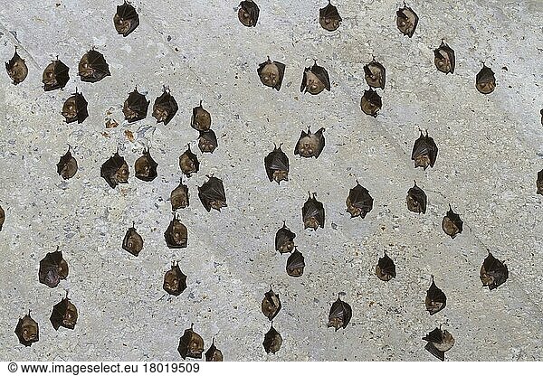 Mediterranean Horseshoe Bat (Rhinolophus euryale)  mediterranean horseshoe bat  bats  mammals  animals  Mediterranean Horseshoe Bat adults  colony hanging on ceiling of old house  Paklenica N. P. Dalm