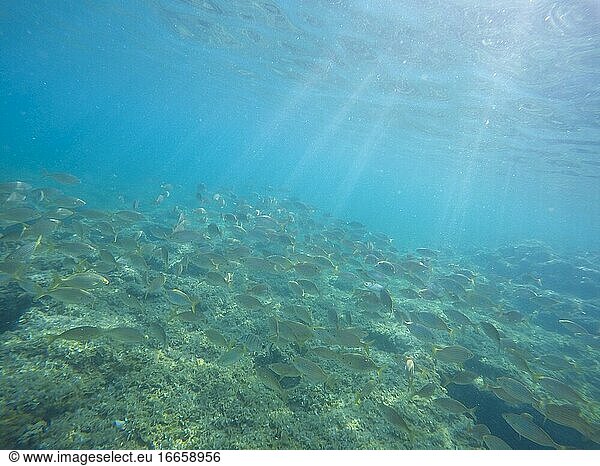 Mediterranean underwater with salema fish school in Alicante coast Spain.