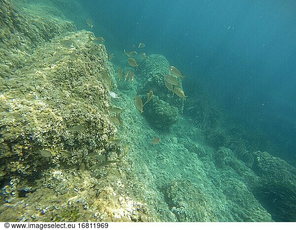 Mediterranean underwater with Sarpa salpa fish school in Alicante coast Spain.