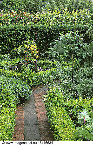 Mediterranean vegetable garden with paved alley  trimmed hedge  low box hedge (Buxus sp) and lemon tree (Citrus limon) in pot. The Old Rectory  Great Britain.