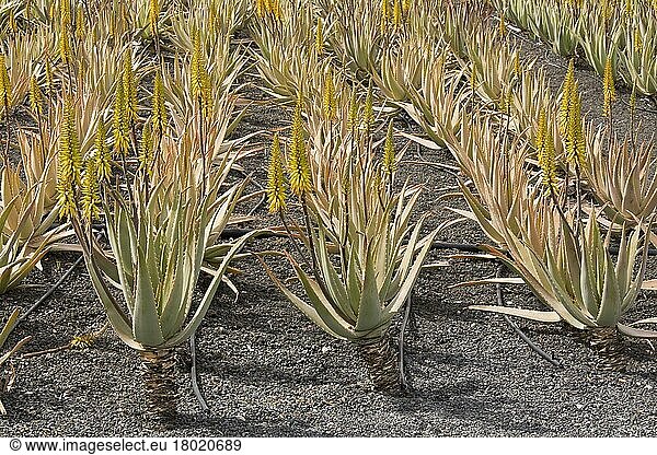 Medizinische Aloe (Aloe vera) -Kultur  im Anbau auf Schlacke  bei Orzola  Lanzarote  Kanarische Inseln  März