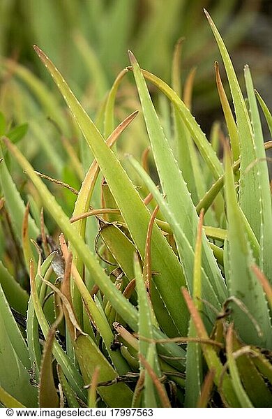 Medizinische Aloe (Aloe vera)  Nahaufnahme der Blätter  Bonaire  Kleine Antillen  Oktober
