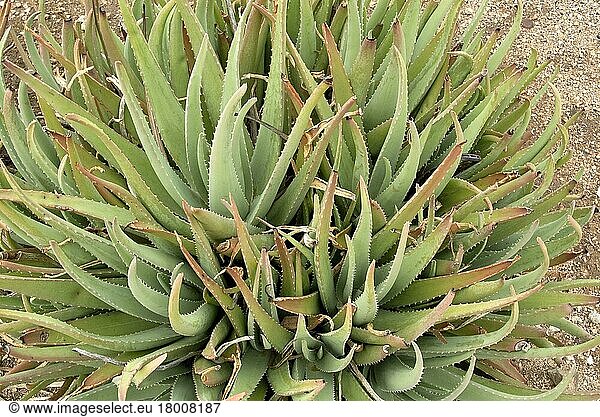 Medizinische Aloe (Aloe vera) Sukkulentenblätter  Bonaire  Kleine Antillen  Windelige Antillen  Oktober