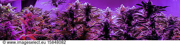 Medizinisches Marihuana-Panorama mit blühenden Knospen.