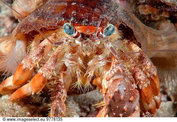 Meer Krabbe Krebs Krebse Philippinen Südostasien Hahnenfussgewächs Bohol
