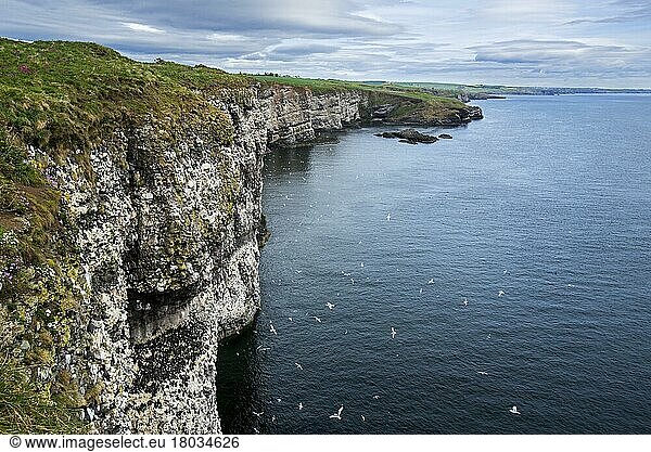 Meeresklippen  Heimat von Seevogelkolonien in der Brutzeit im Frühjahr bei Fowlsheugh  Küsten-Naturschutzgebiet in Kincardineshire  Schottland  UK