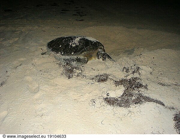Meeresschildkröte nachts am Strand zur Eiablage  Cuba