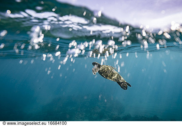 Meeresschildkröte schwimmt nahe der Oberfläche in Oahu  Hawaii