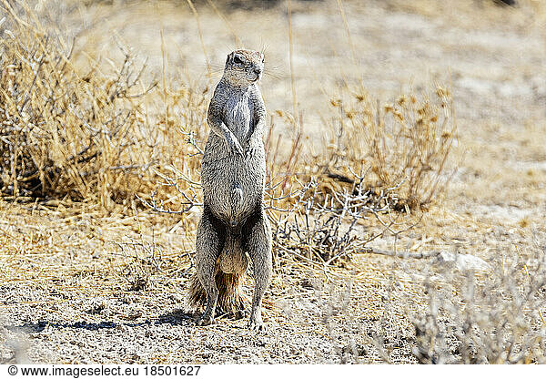 Meerkat at Etosha National Park  Namibia  Africa