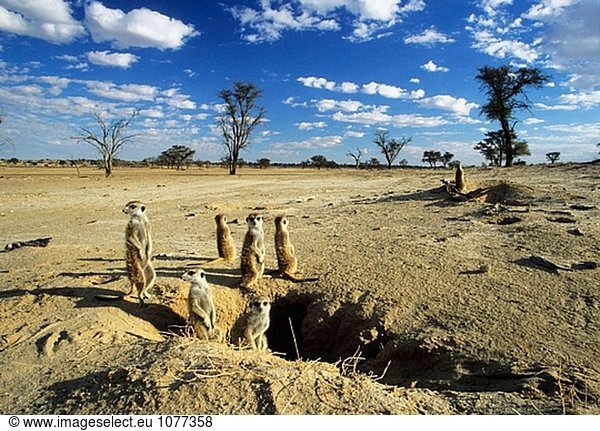 Meerkat oder Suricate (Suricata Suricatta) Familie Sonnenbaden  Burrow an. Kgalagadi-Transfrontier-Nationalpark  Kalahari. Südafrika.