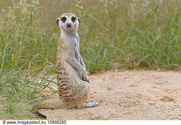 Meerkat (Suricata suricatta)  adult male  sitting on sand  Kgalagadi Transfrontier Park  Northern Cape  South Africa  Africa.