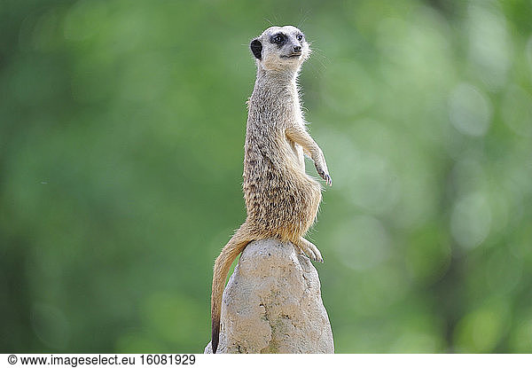 Meerkat (Suricata suricatta) on a mound