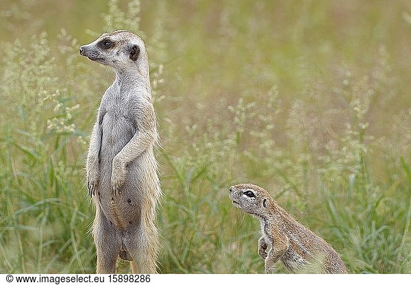 Meerkat (Suricata suricatta)  standing adult male  with an adult Cape ground squirrel (Xerus inauris)  alert  Kgalagadi Transfrontier Park  Northern Cape  South Africa  Africa.
