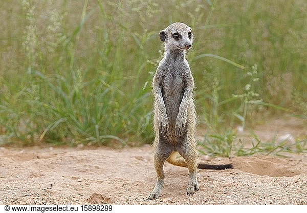 Meerkat (Suricata suricatta)  young male at burrow  standing on sand  alert  Kgalagadi Transfrontier Park  Northern Cape  South Africa  Africa.