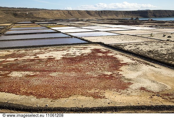 Meersalzproduktion  Saline  Salinas de Janubio  Lanzarote  Kanarische Inseln  Spanien  Europa