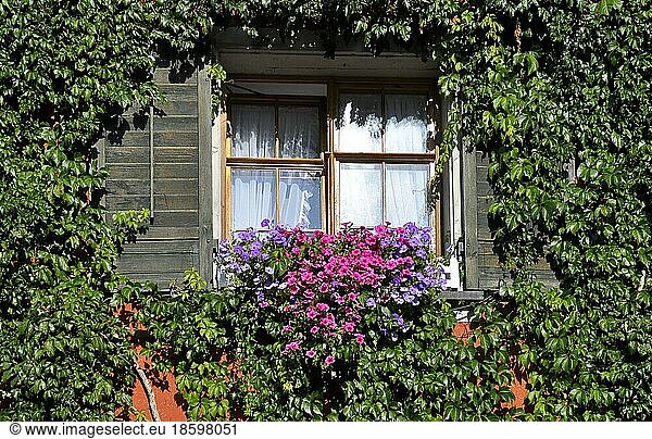 Meersburg  city centre  old town  house and cottage garden with perennials