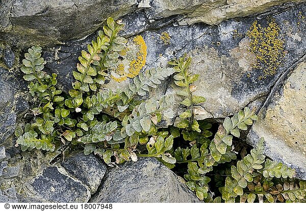 Meerstreifenfarn (Asplenium marinum)  Farne  Sea Spleenwort growing on sea cliffs  The Burren  County Clare  Ireland  spring